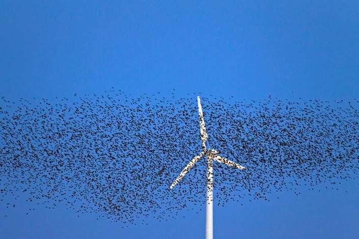 180416-wind-turbines-starling-murmuration-se-1157a-1