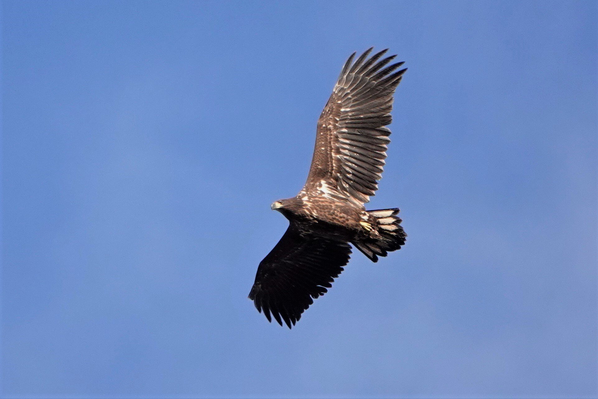 Flying Eagle (c),Arenso Oy/Petteri Mäkelä