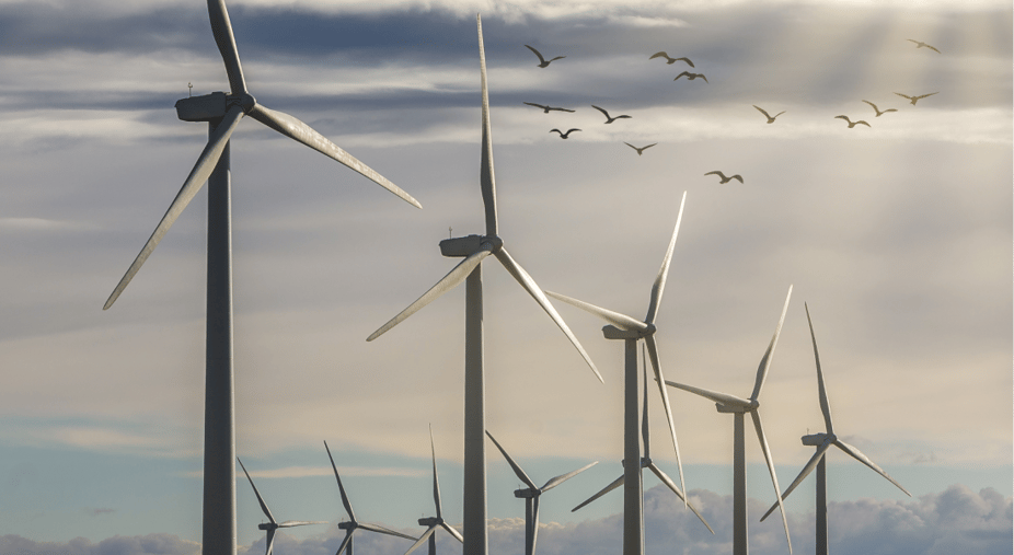 RRP-Wind-farm-bird-1-1