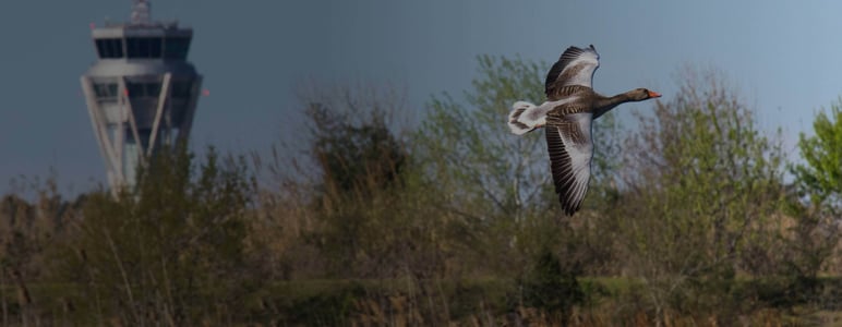Bird Viewer for airports and airbases