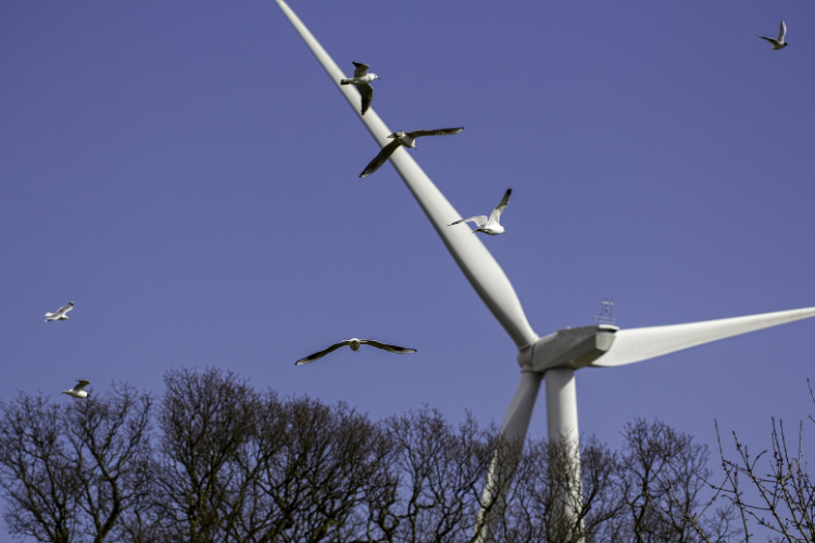 RBR - blog image - How Black Turbine Blades Could Reduce Bird Strikes at Wind Farms - img 2