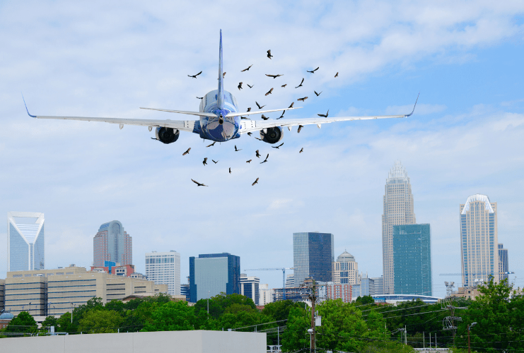 Birds flying near aircraft in flight