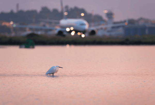 An egret floating in a large pond close by a commercial airport