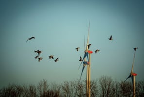A bird deterrent system directing a flock of birds away from a three-bladed wind turbine