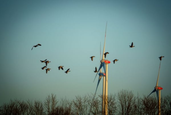 A bird deterrent system directing a flock of birds away from a three-bladed wind turbine
