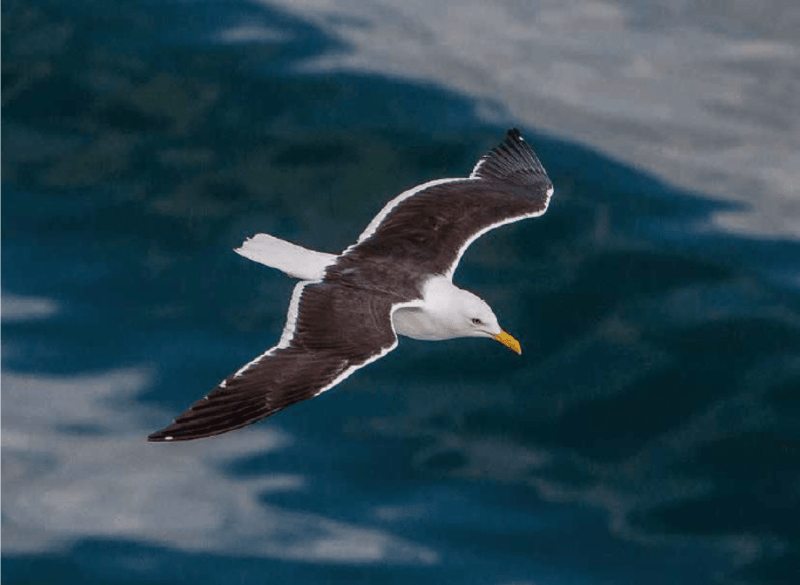 BLACK-BACKED GULLS IN INTENSIVE OBSERVATION