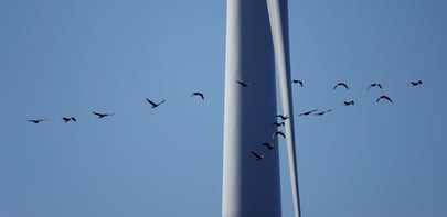 Birds at Tahkoluoto offshore wind farm, (c) Arenso Oy/Petteri Mäkelä
