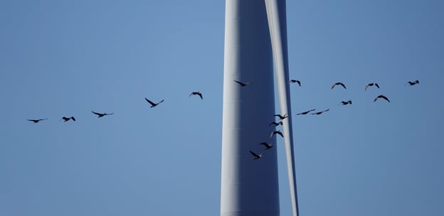 Birds at Tahkoluoto offshore wind farm, (c) Arenso Oy/Petteri Mäkelä