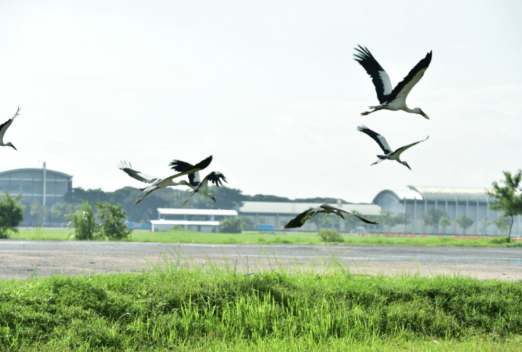 birds flying near airport