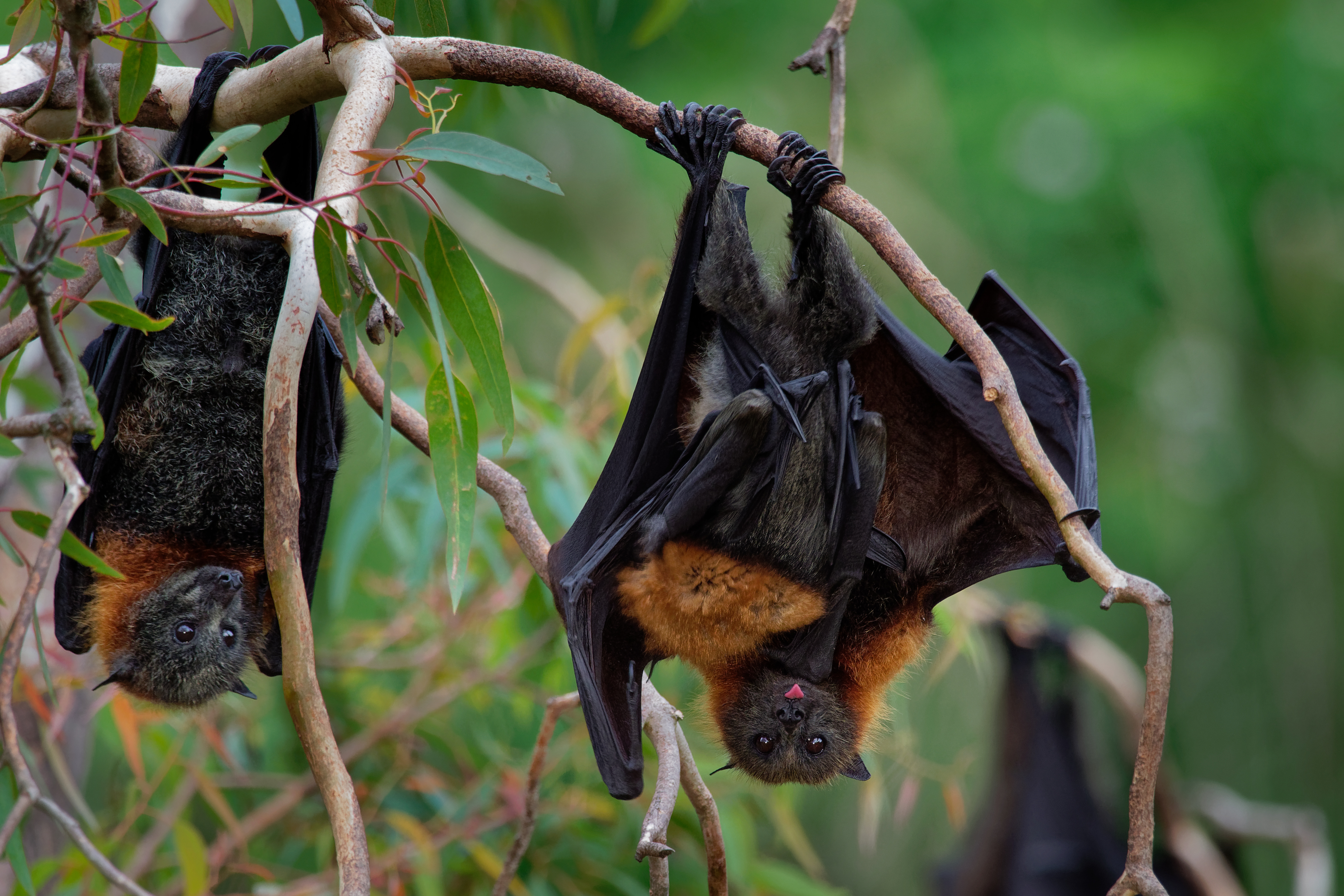 two bats hanging upside down on a branch