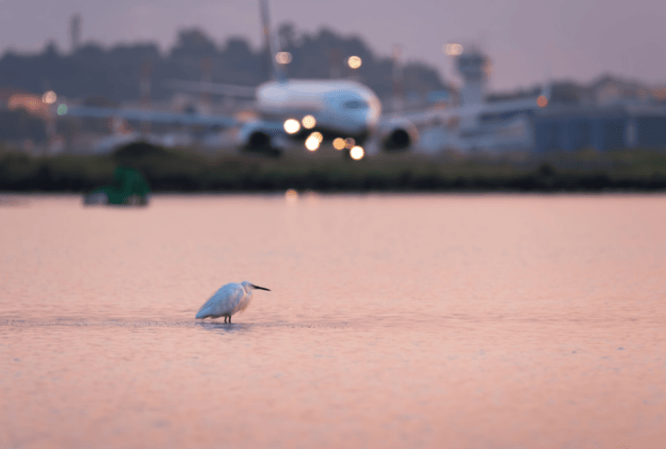 An egret floating in a large pond close by a commercial airport