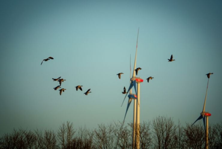 Flock of birds directed away from a 3-bladed wind turbine by a bird deterrent system