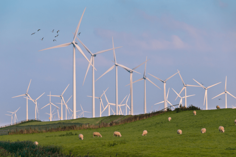 Small flock of birds flying across a large wind farm