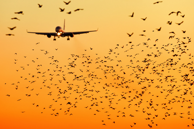 bird strike plane airport